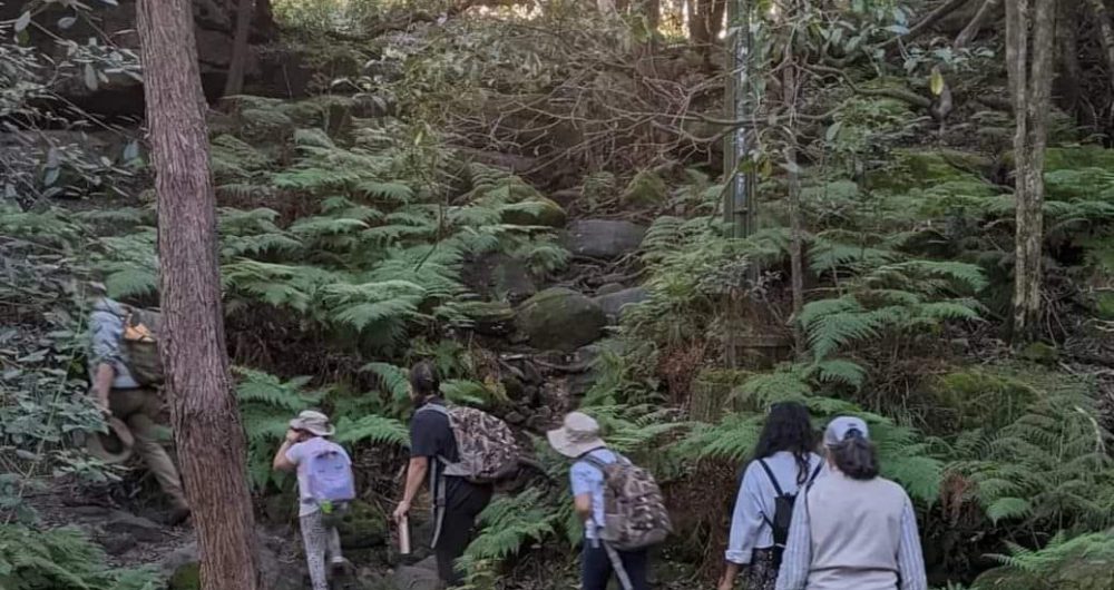 NEWCASTLE WILD FOODS WALK and WORKSHOP