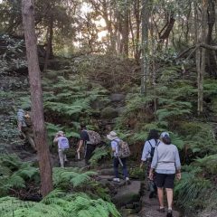 NEWCASTLE WILD FOODS WALK and WORKSHOP