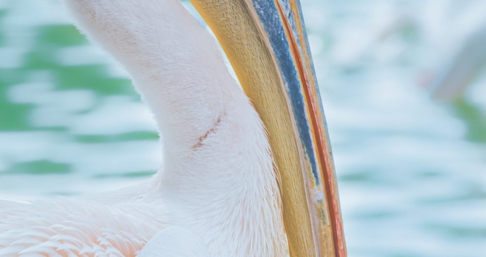 Pelican Foreshore Markets Pelican