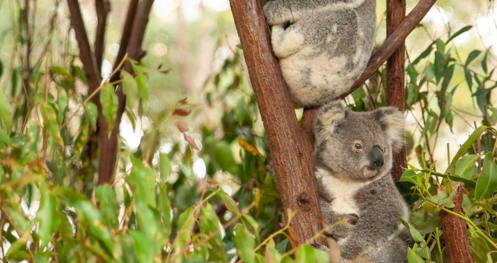 Blackbutt Reserve Newcastle