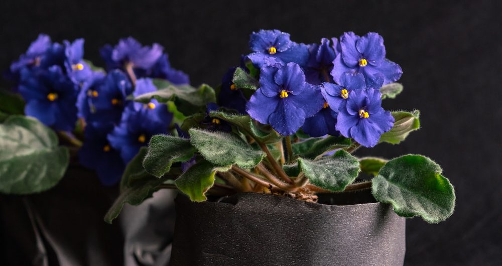 Hunter Valley African Violet Society