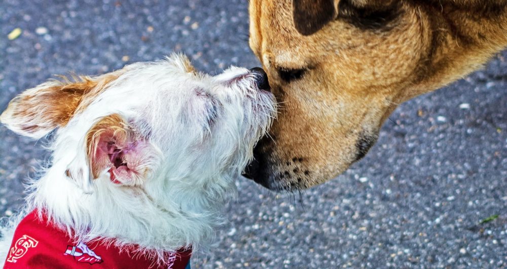 Free Doggie Dates Central Coast