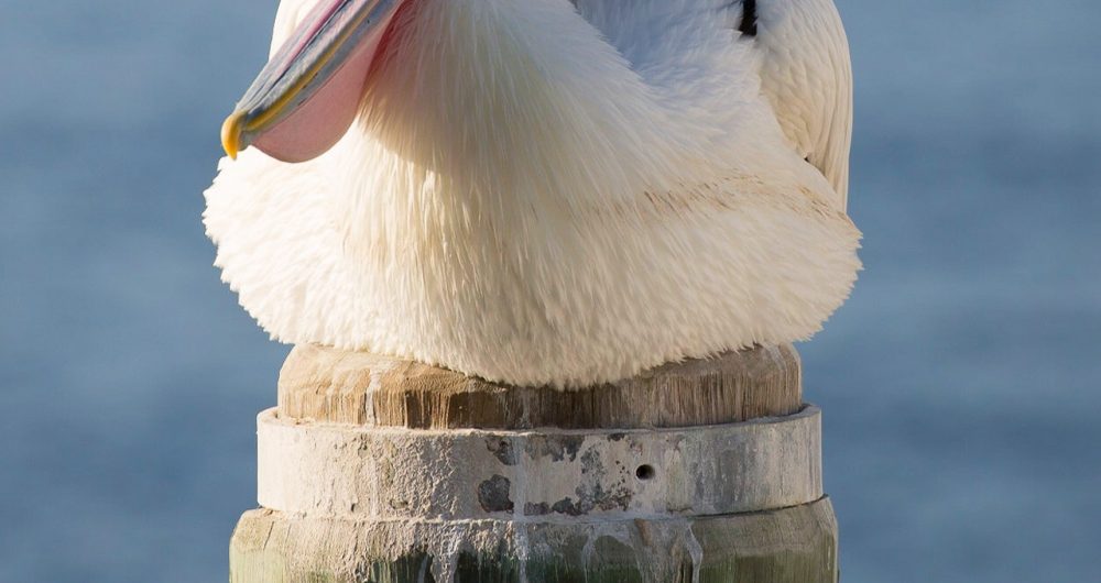 Pelican Feeding The Entrance