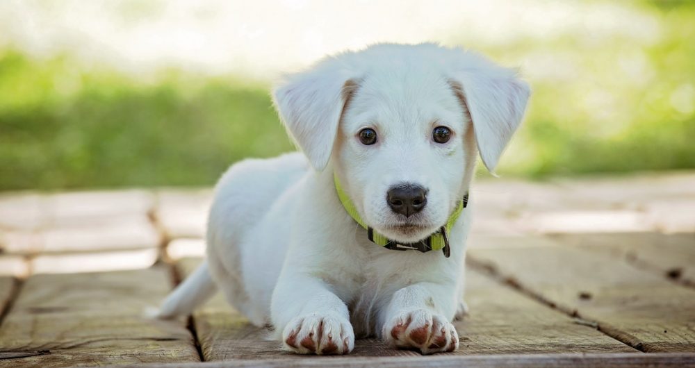 Puppy Pre-School Cooks Hill