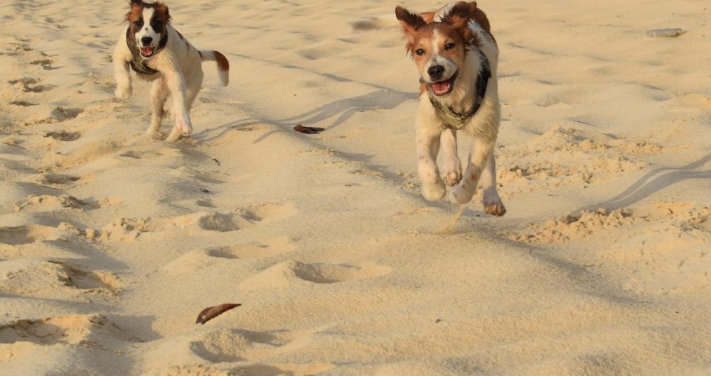 Dogs Off Leash Birubi Beach