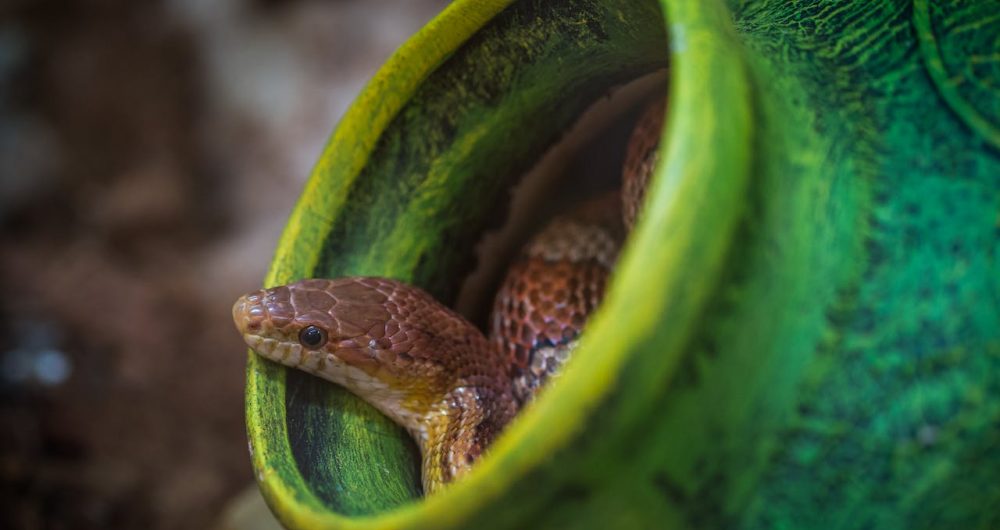 Coast/Hunter/Newcastle Snake Catchers