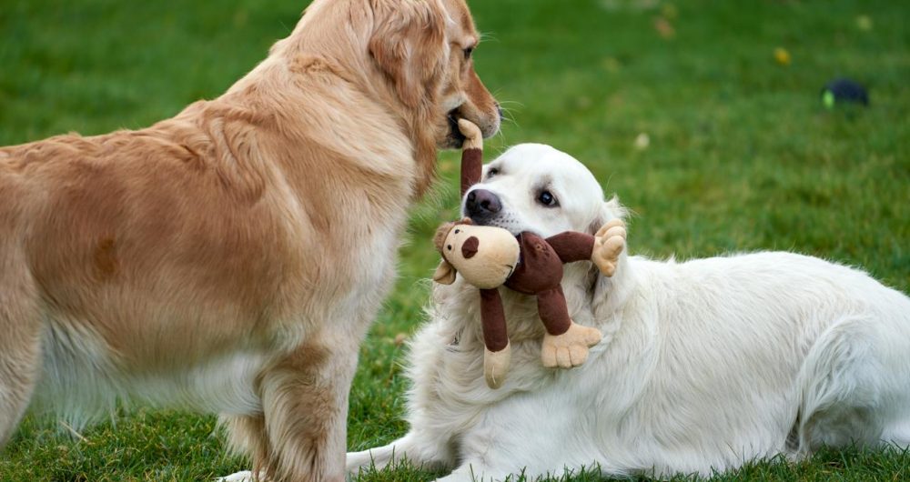 Manning Park Dog Park