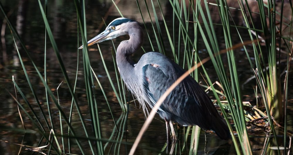 Hunter Wetlands Centre Shortland