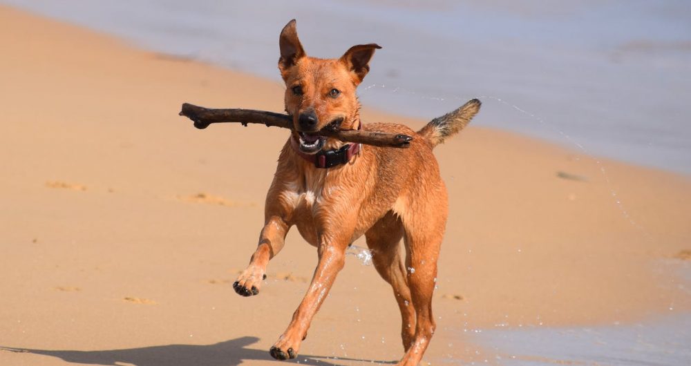 Dog Parks Lake Macquarie