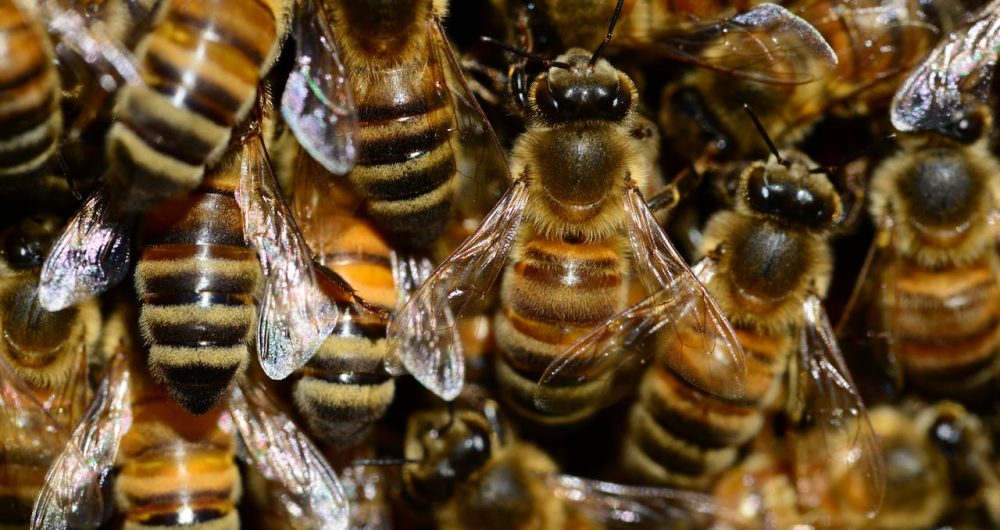 Central Coast Bee Removal