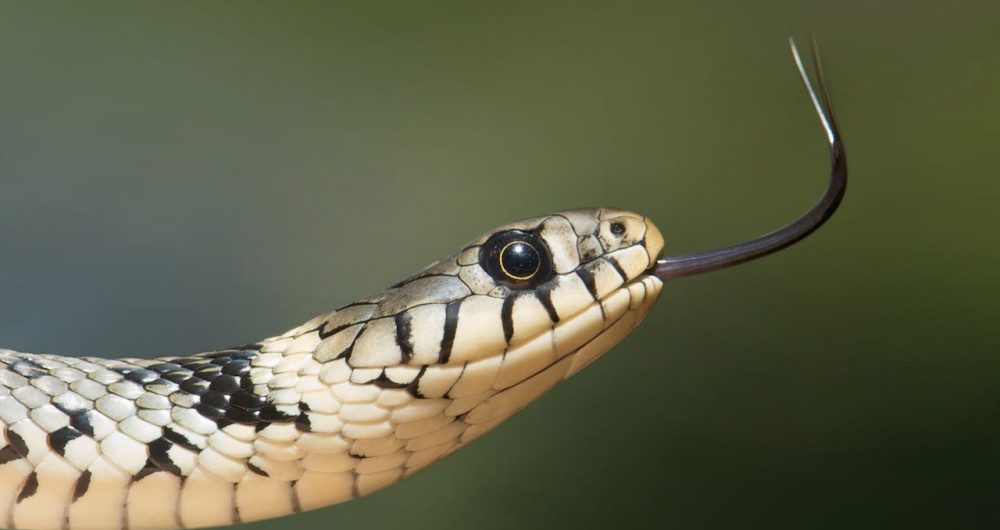 Hunter Snake Catchers