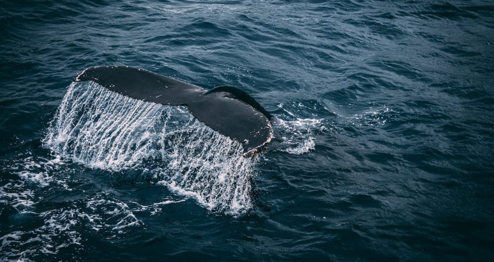 Whale Watching Terrigal Haven