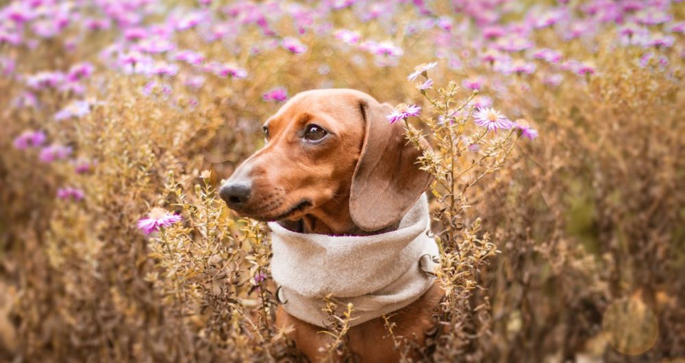 Dachshtober Festival Tocal Homestead